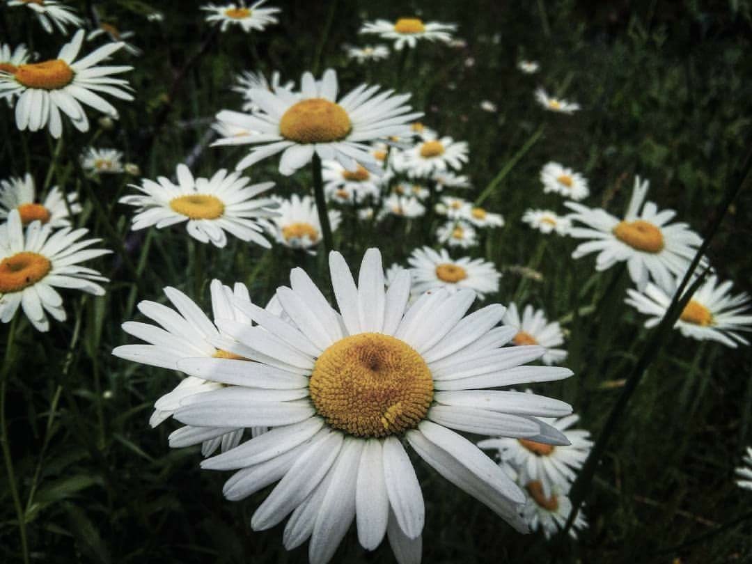 Who to guess? - My, Chamomile, Flowers