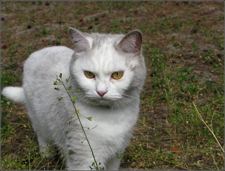 Кошка полукровка. Цыганская кошка. Кошка цыганка. Моя кошечка полукровка.