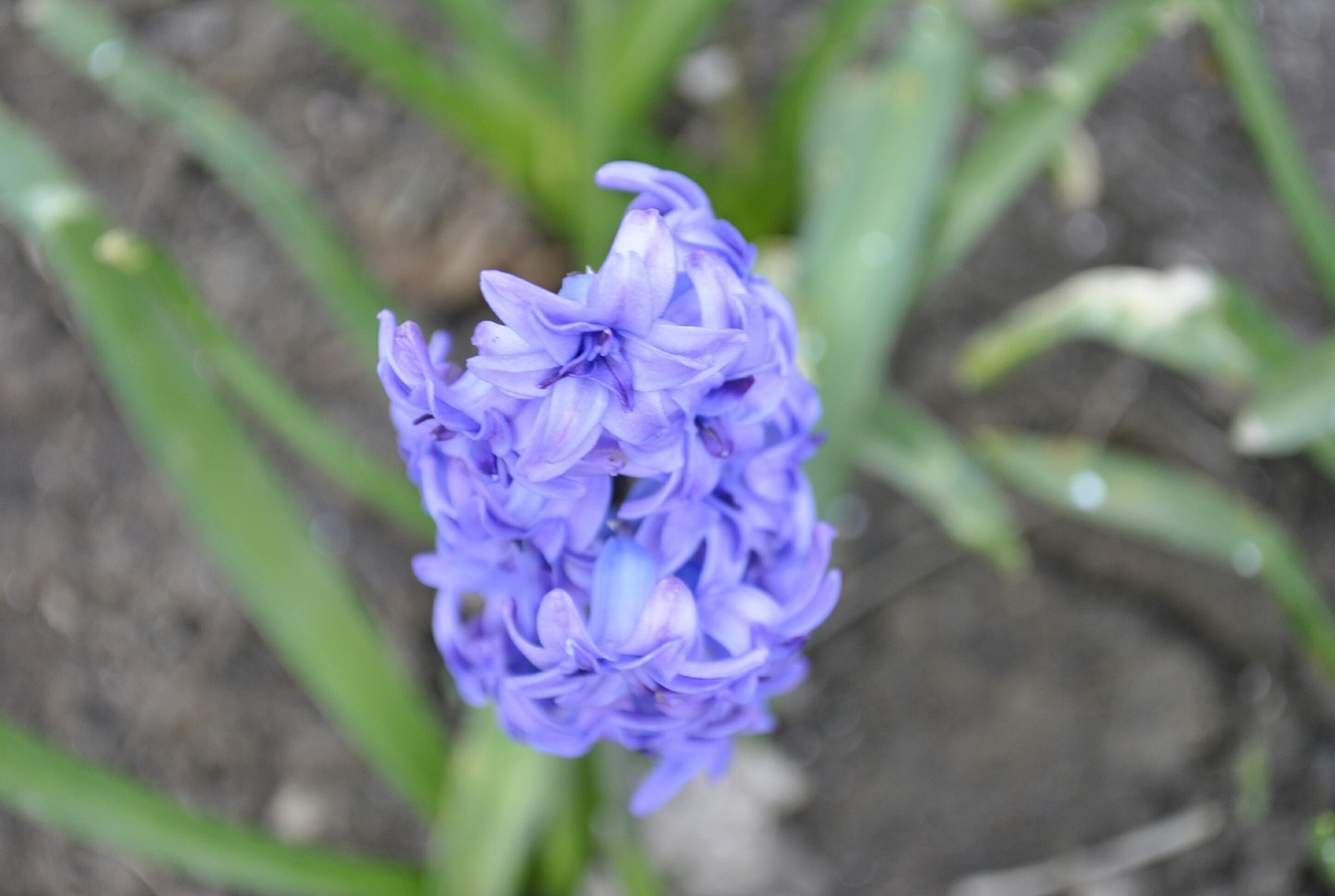 Spring mood - My, Flowers, Kid, Bees, Garden, Spring, Longpost