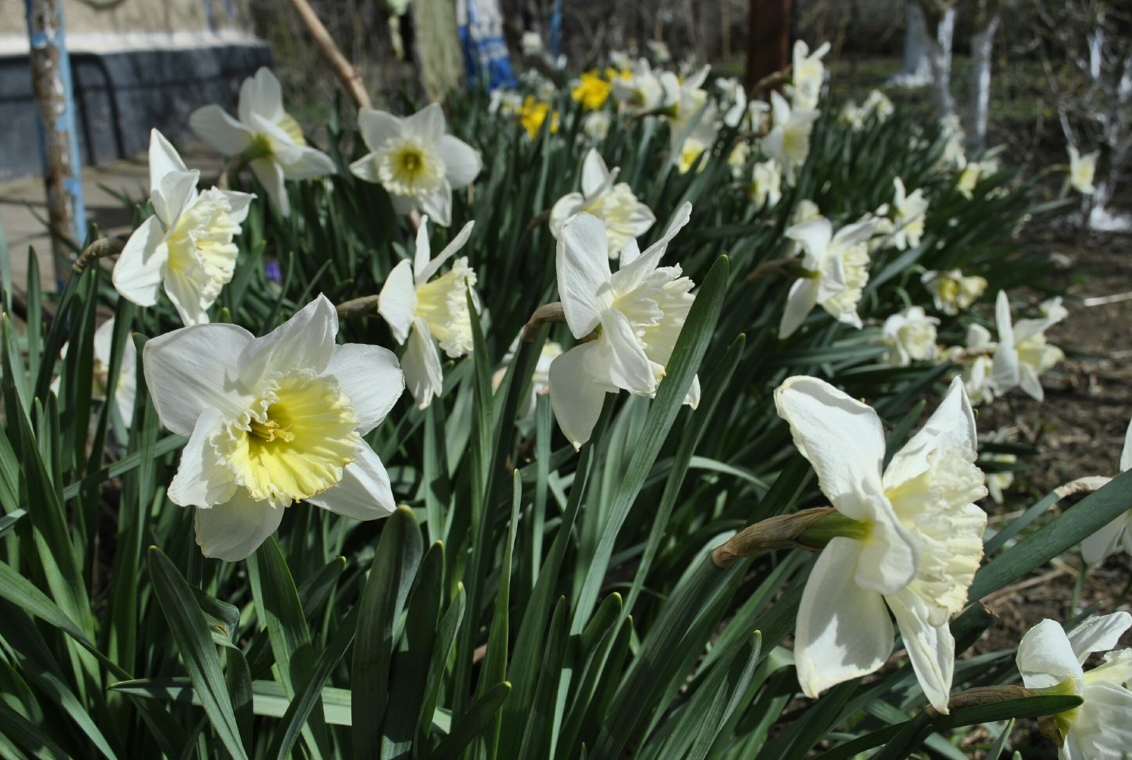 Spring mood - My, Flowers, Kid, Bees, Garden, Spring, Longpost