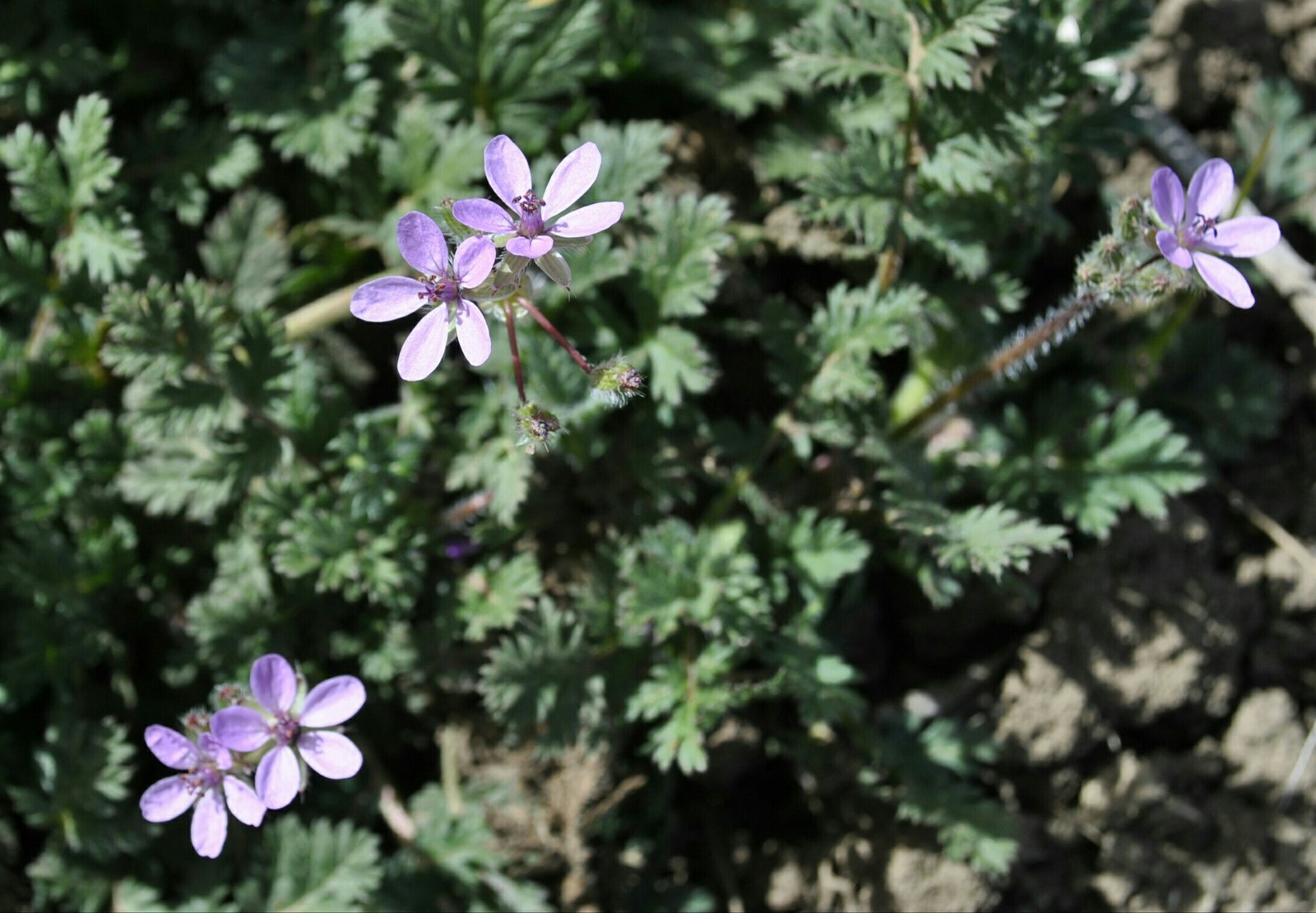 Spring mood - My, Flowers, Kid, Bees, Garden, Spring, Longpost