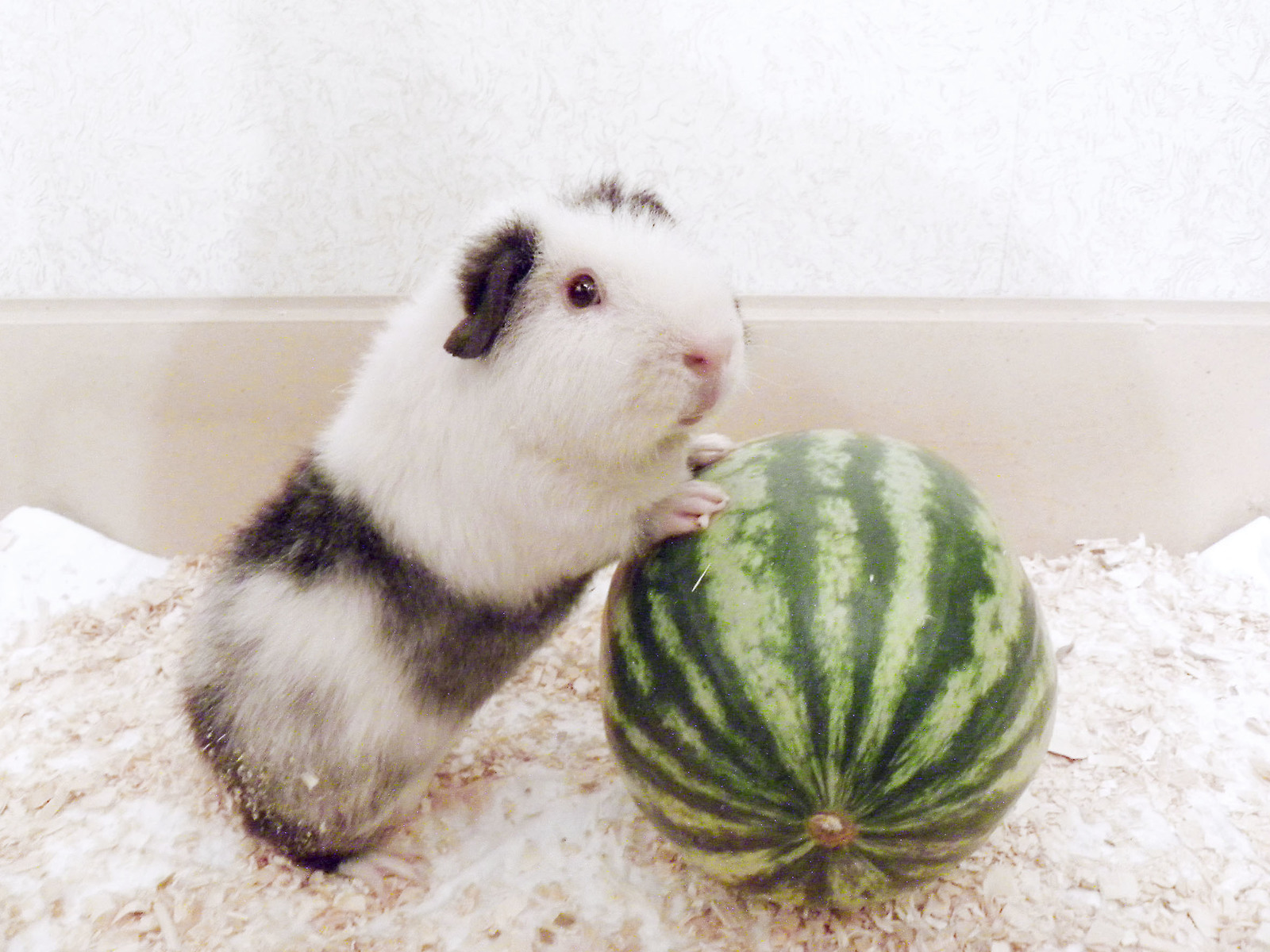 Piglet and watermelon - My, Guinea pig, Watermelon, Pet, The photo, Pets