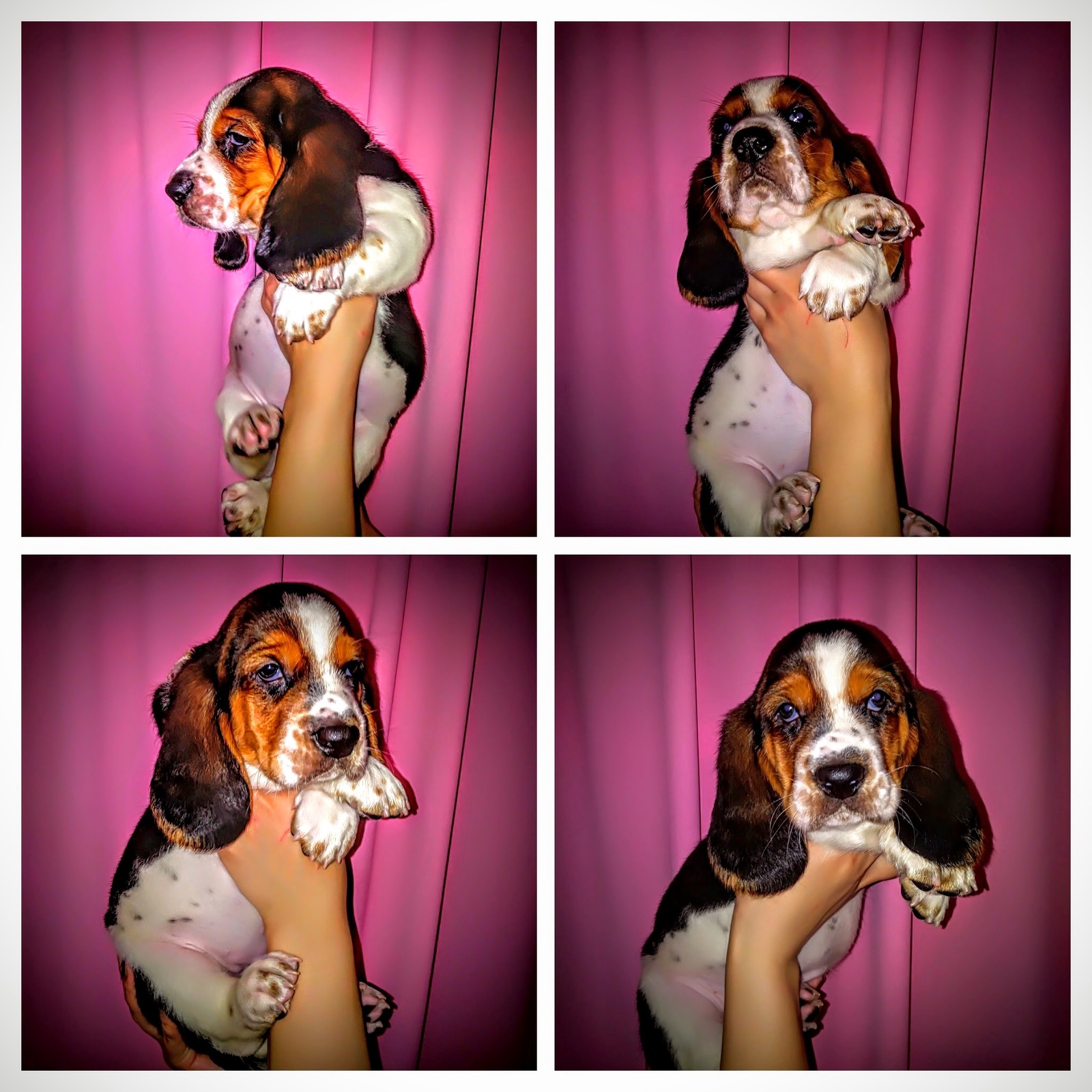 Basyatki - My, Basset Hound, , Puppies, Dog, Milota, Longpost