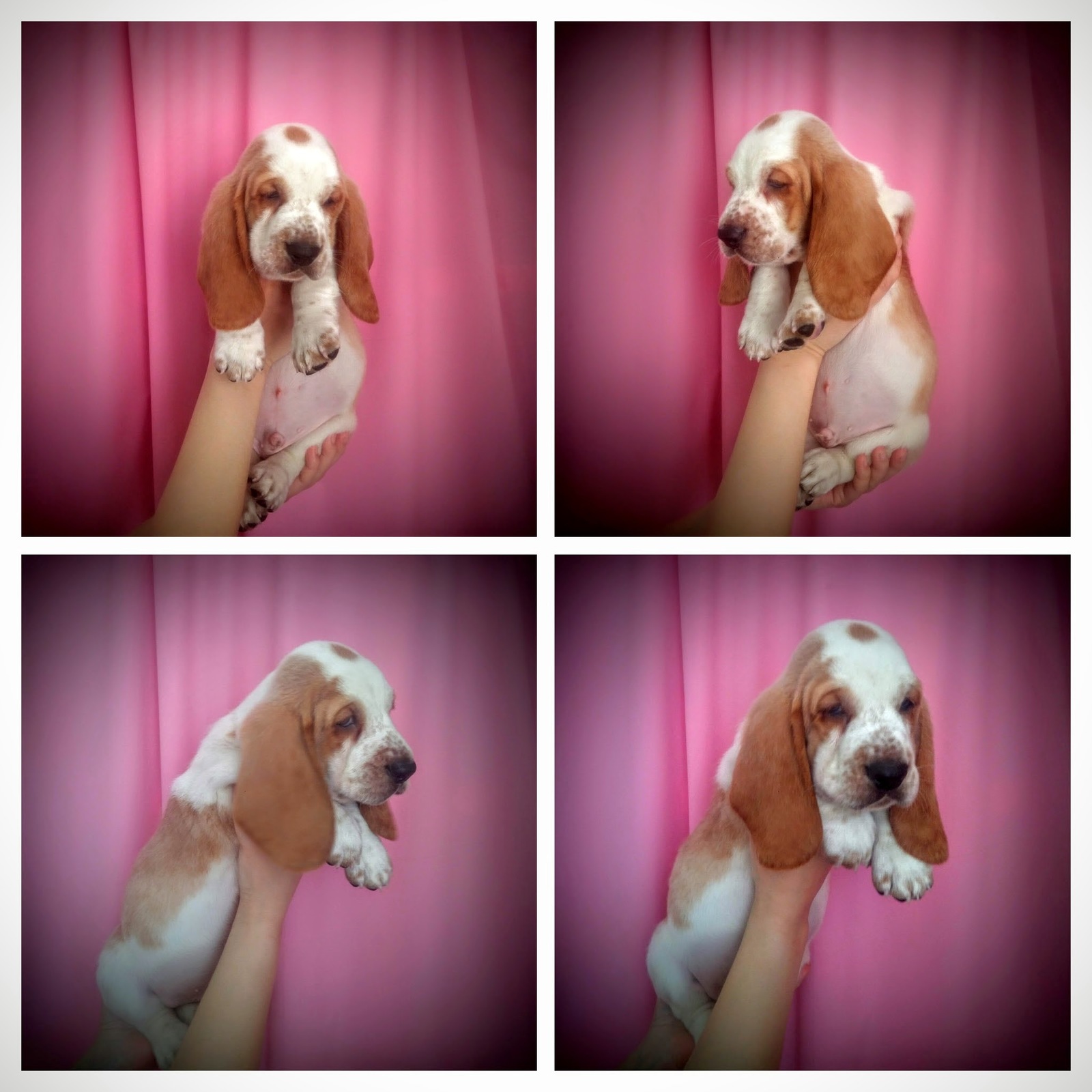 Basyatki - My, Basset Hound, , Puppies, Dog, Milota, Longpost