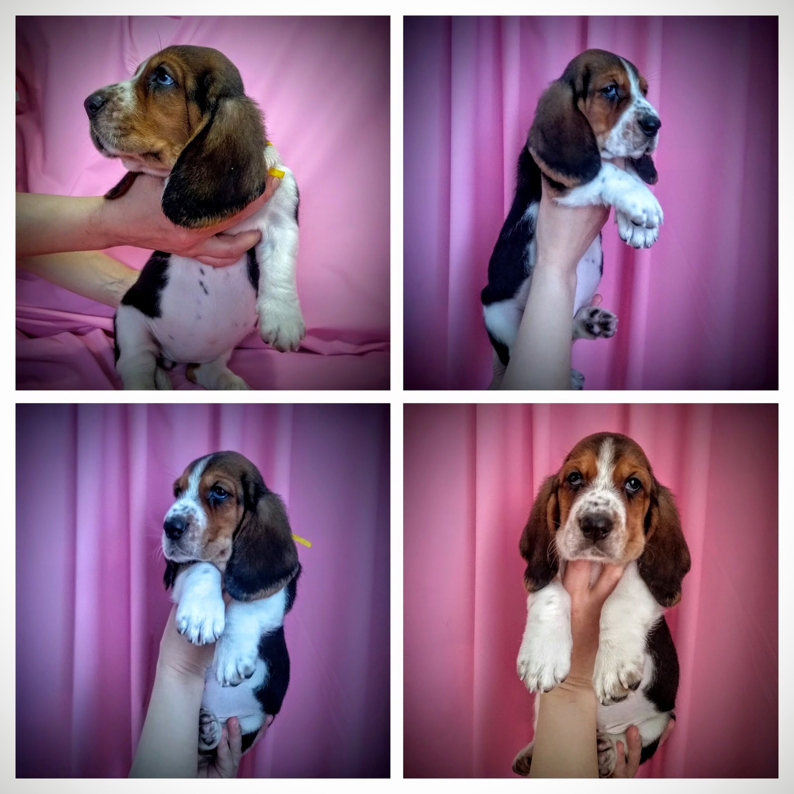 Basyatki - My, Basset Hound, , Puppies, Dog, Milota, Longpost