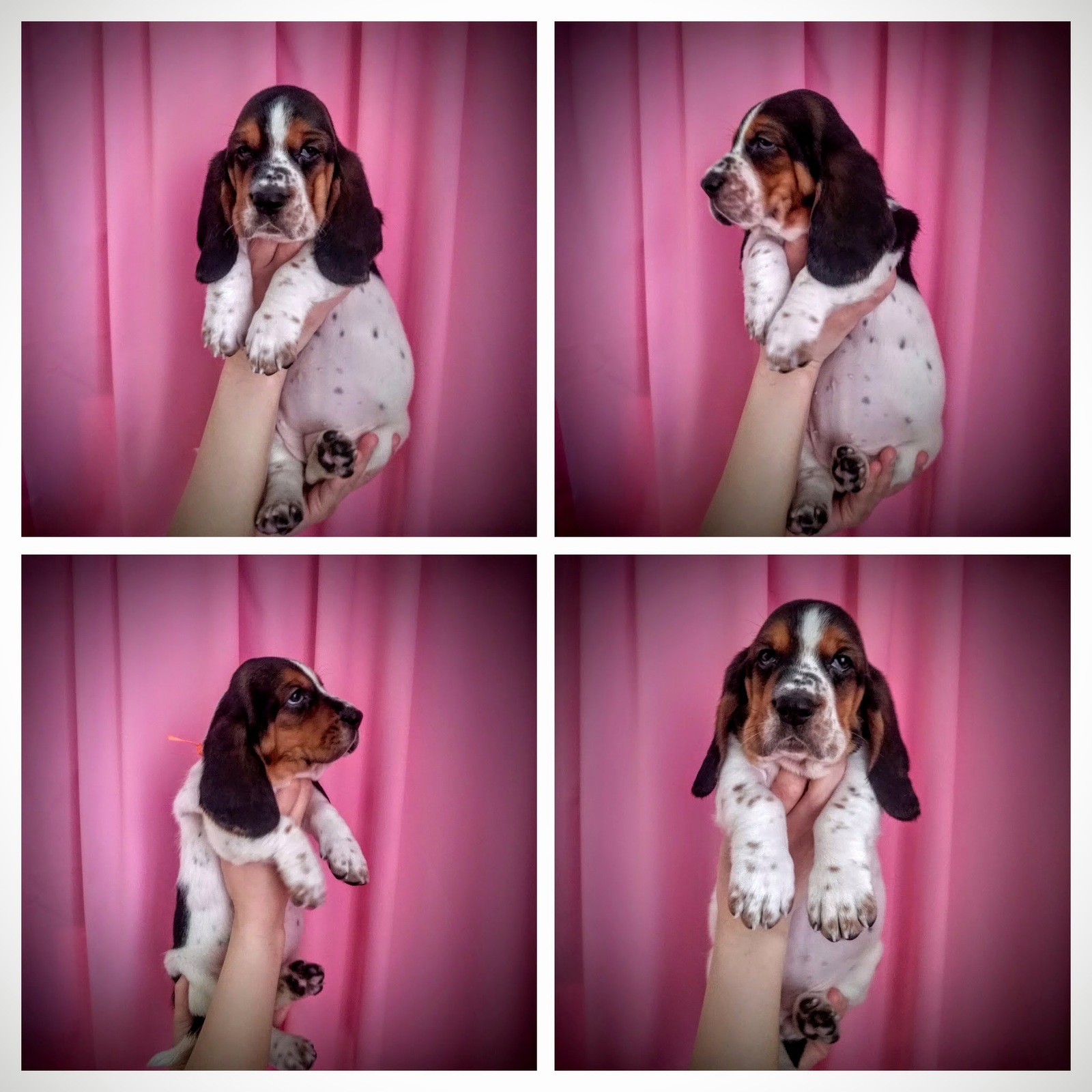 Basyatki - My, Basset Hound, , Puppies, Dog, Milota, Longpost