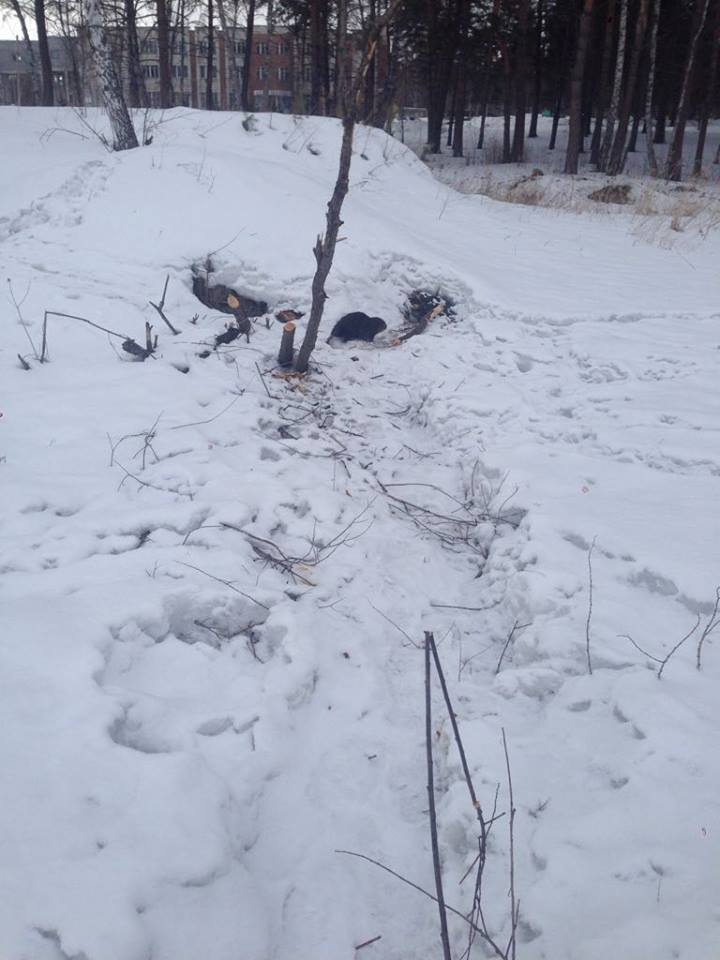 The beaver was entrusted with the improvement of the swamp in the Siberian park - Siberia, Novosibirsk, The park, Beavers, Dodik, Longpost