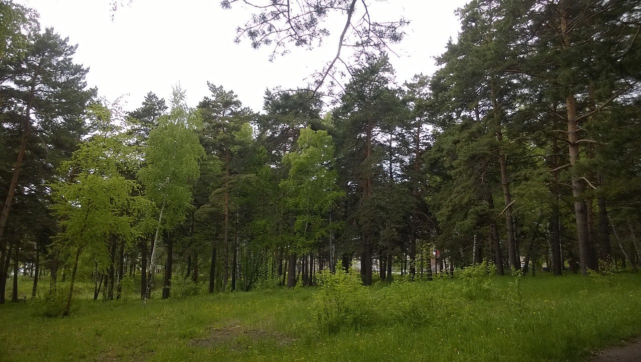 The beaver was entrusted with the improvement of the swamp in the Siberian park - Siberia, Novosibirsk, The park, Beavers, Dodik, Longpost