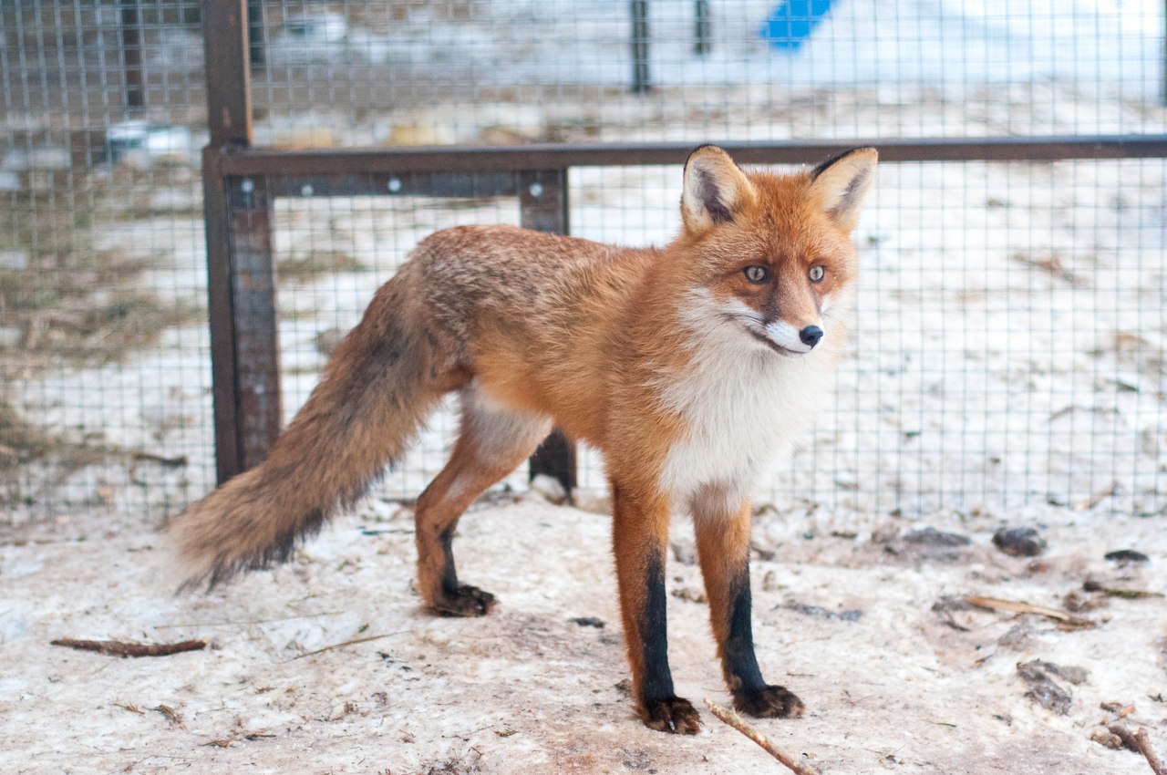 Fox wiki. Лиса бандори. Лис самец. Кьют Фокс. Фото лисы мужского пола.
