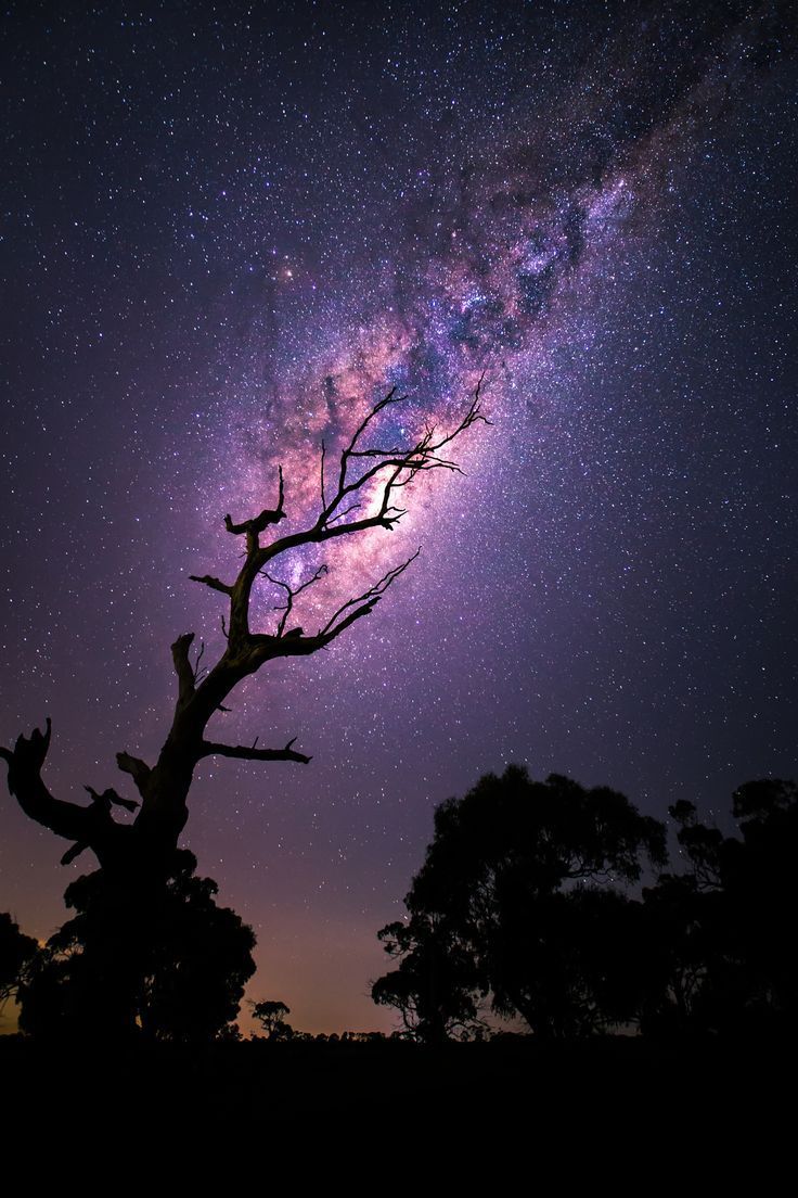 Tree, you're just space! - The photo, Tree, Night, Star, Space, Milky Way