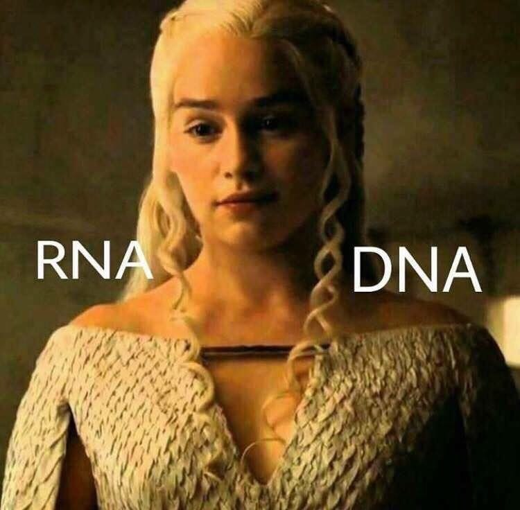 RNA and DNA. - DNA, RNA, Genetics, Biology, Game of Thrones, Daenerys Targaryen, Humor