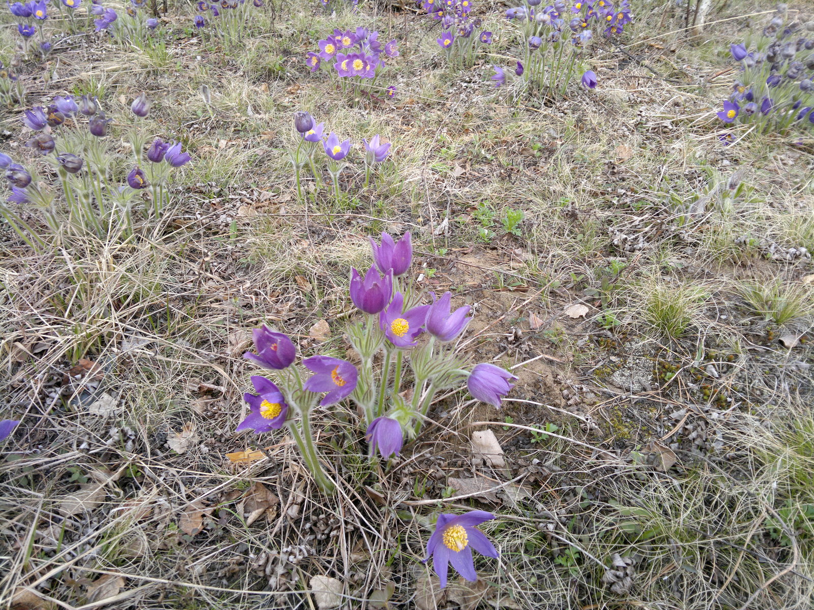 Siberia. - My, Spring, Taiga, Snowdrops, Bagulnik, Amateur photography, Longpost, Snowdrops flowers