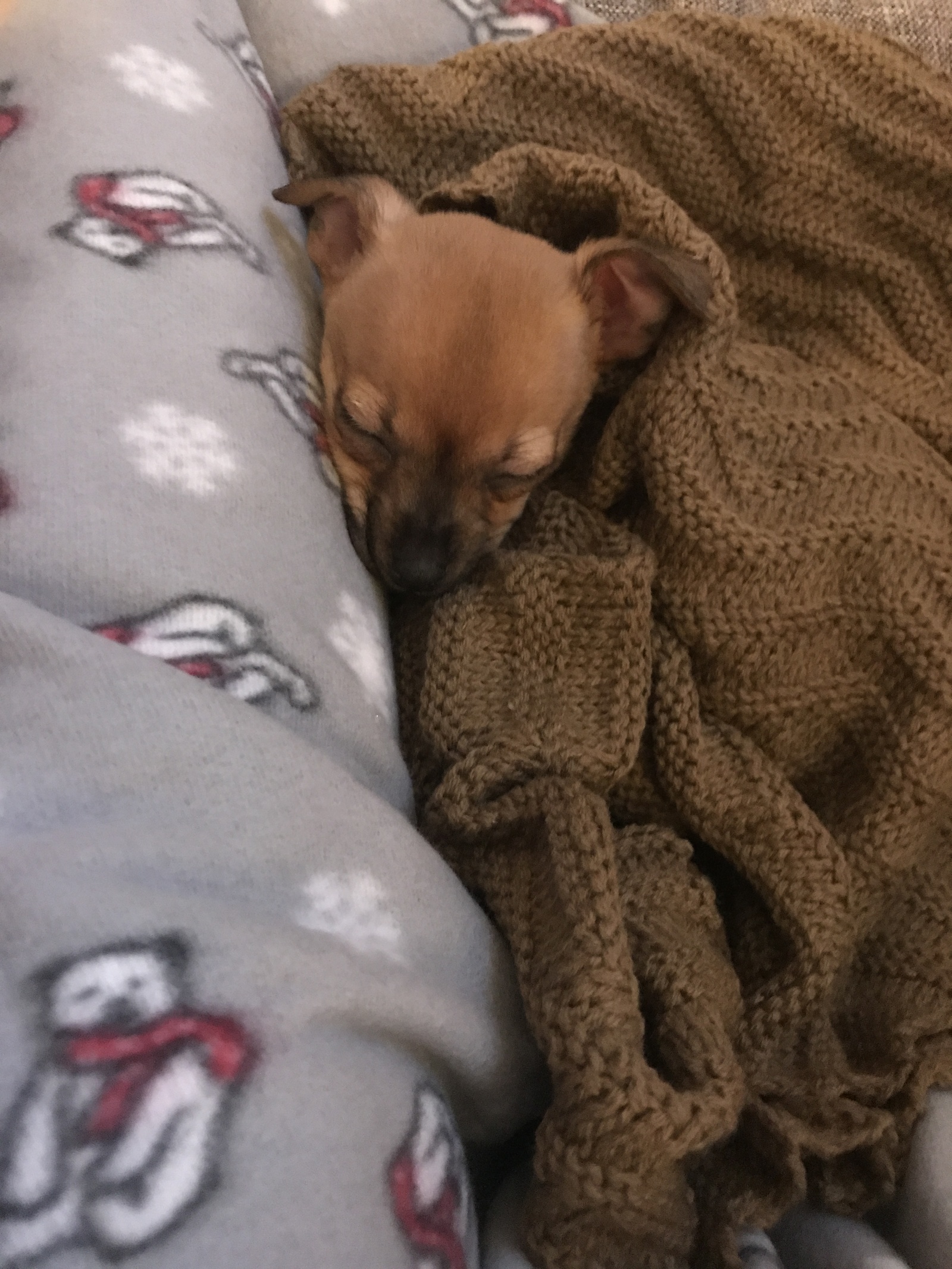 Ulyasha :) This is November 2017. Took a toy terrier puppy :) decided to share it :) now we are six months old - My, Toy Terrier, Puppies, Milota, Dog, Longpost