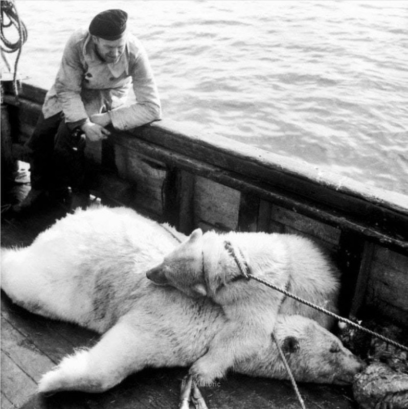 The little bear hugs his murdered mother. - Umka, Polar bear, Sadness, Historical photo