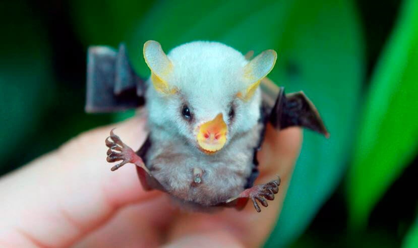 Fruit Vampire or White Leaf. - Nature, Bat, Longpost, Leaf-bearer