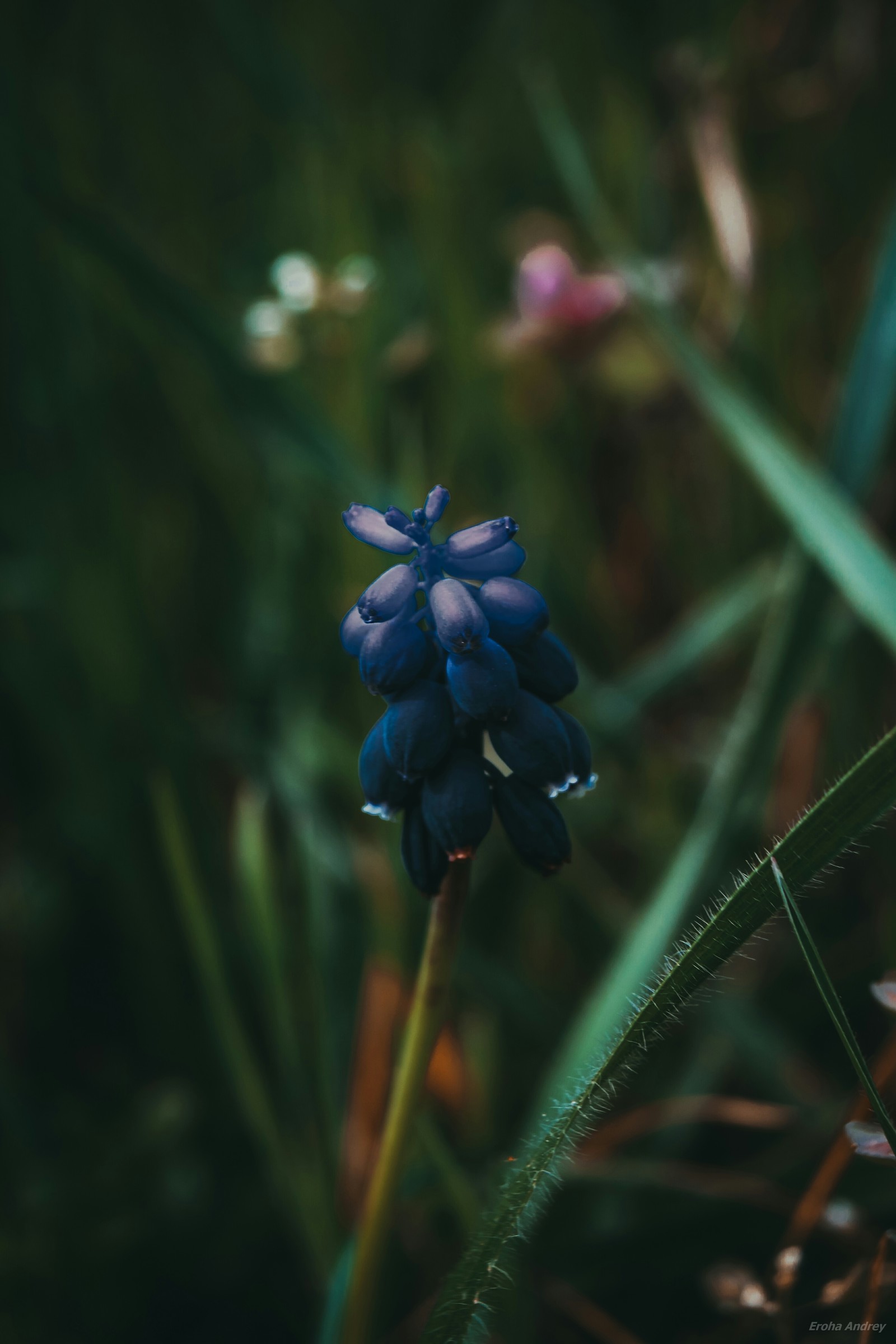 Flower - My, The photo, Flowers, Crimea, Spring, Treatment, Canon