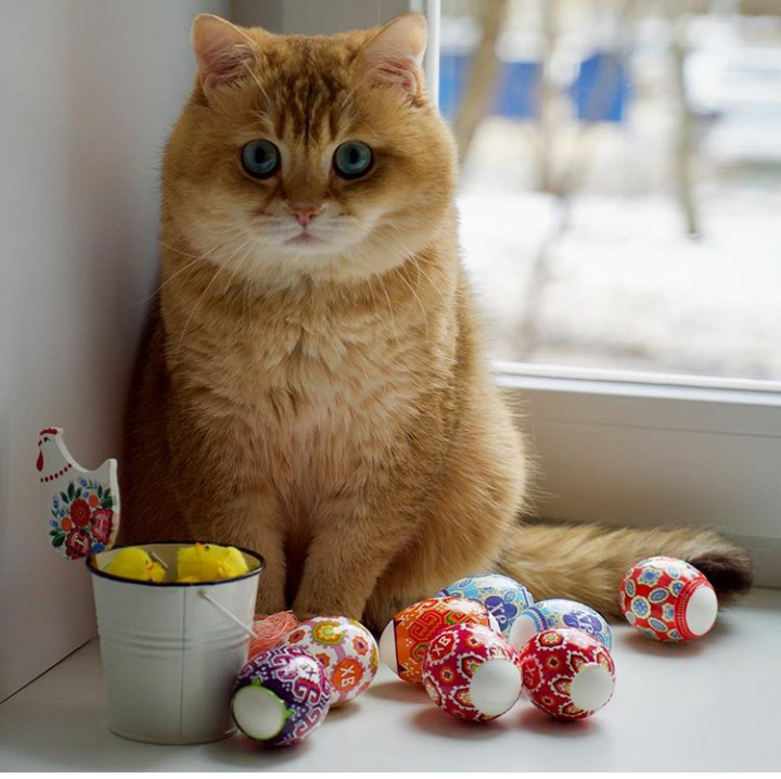 Easter cat - cat, Eggs, Easter, Cheeks, The bone is fluffy, Hosico Cat