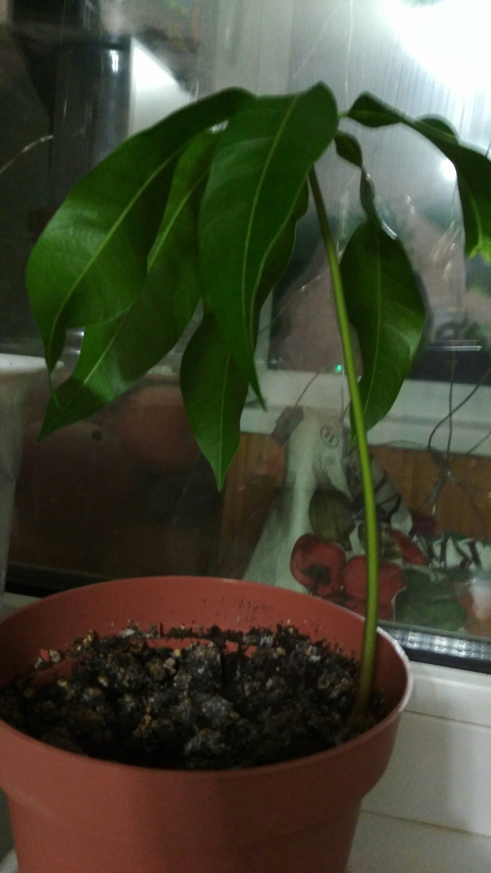 Please help me identify this plant. - My, Plants, Flowers, Фрукты, Help me find, My, Longpost