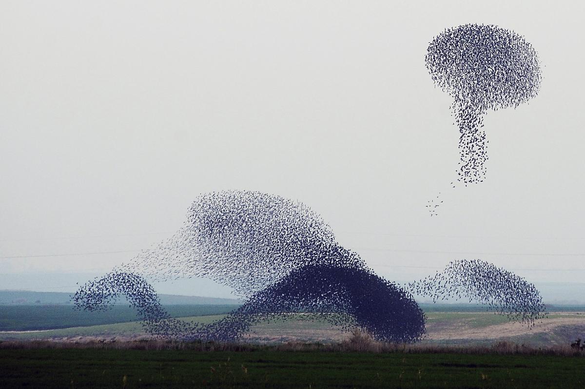 Flocks of starlings are able to make amazing figures - Animals, Birds, Starling, Shapes, A selection, The photo, Longpost, Murmuratsiya