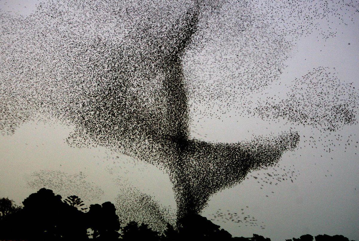 Flocks of starlings are able to make amazing figures - Animals, Birds, Starling, Shapes, A selection, The photo, Longpost, Murmuratsiya