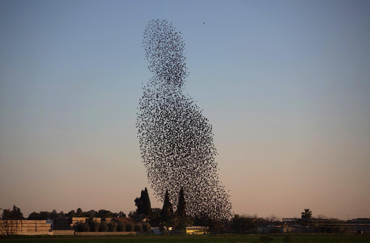 Flocks of starlings are able to make amazing figures - Animals, Birds, Starling, Shapes, A selection, The photo, Longpost, Murmuratsiya