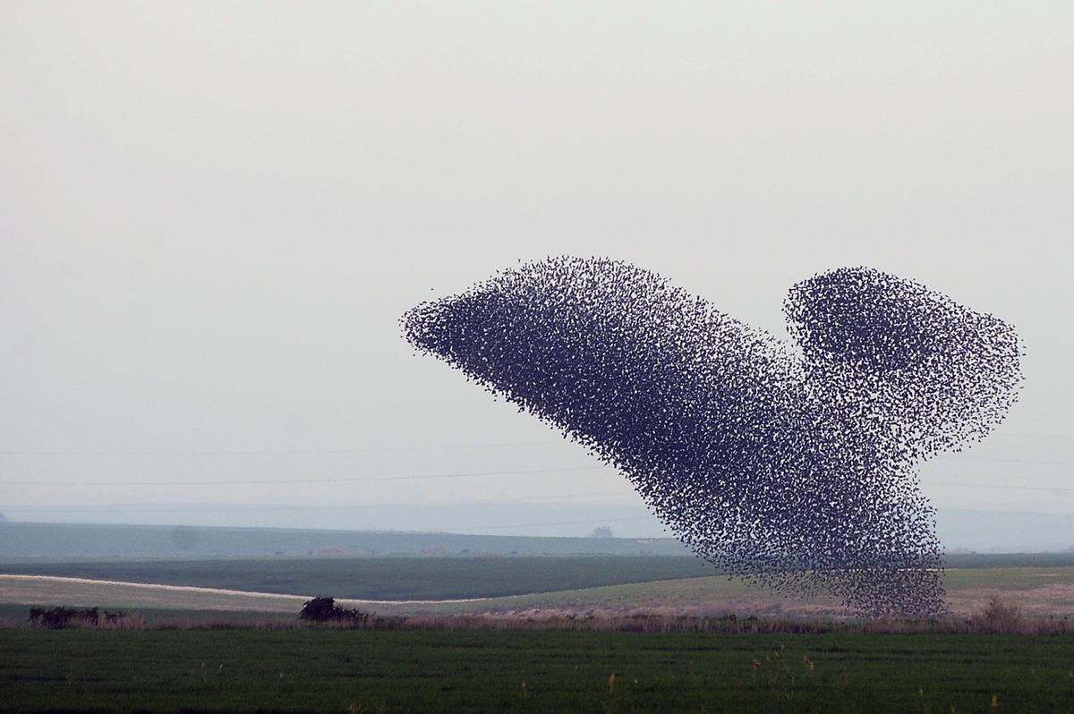 Flocks of starlings are able to make amazing figures - Animals, Birds, Starling, Shapes, A selection, The photo, Longpost, Murmuratsiya