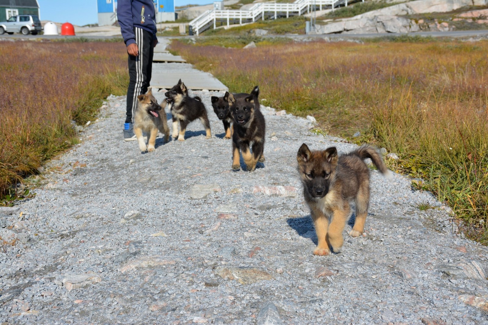 Independent trip to Greenland. Ilulissat. Seal hunting and hiking to the Ice Fjord - My, Tourism, Greenland, Ilulissat, The photo, Travels, Iceberg, Whale, Fishing, Longpost