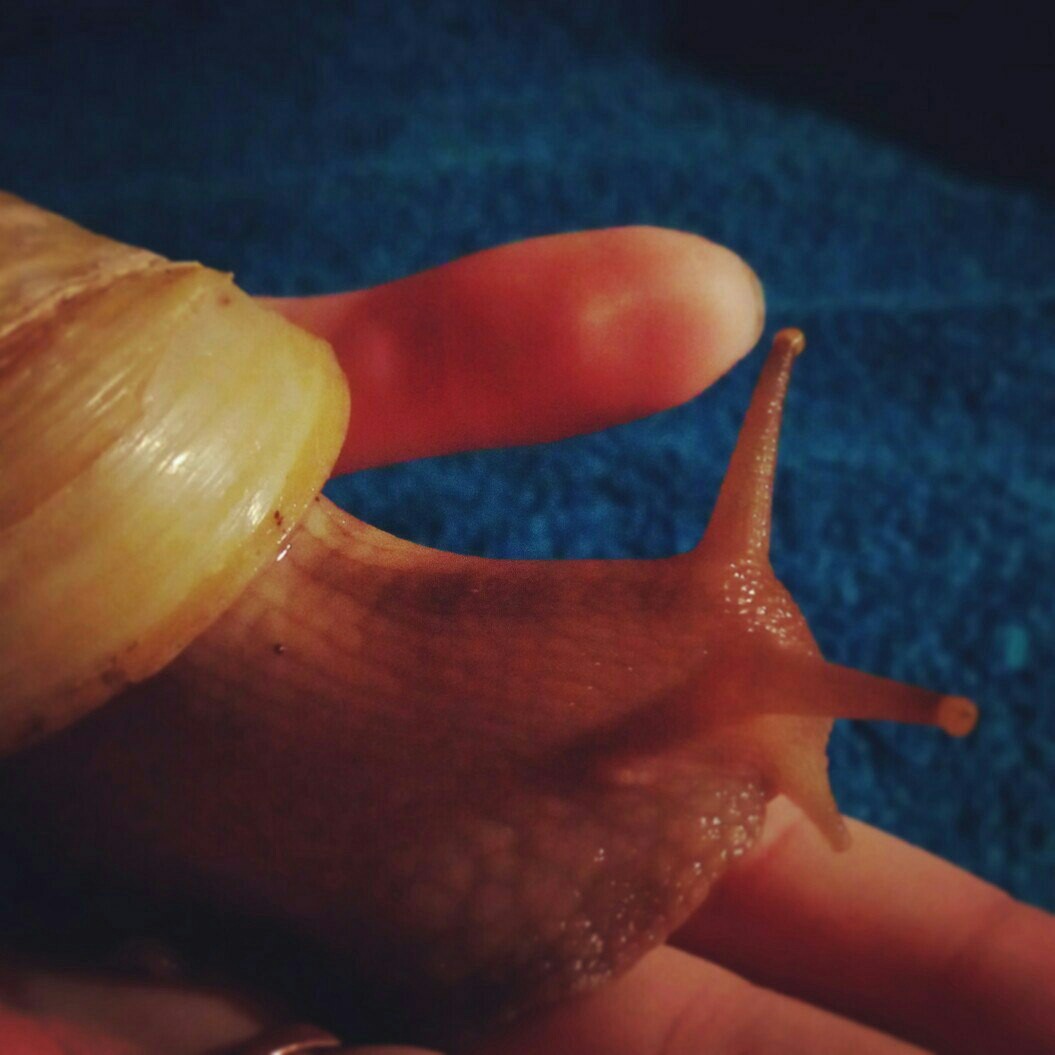 Achatina Vasily - My, Achatina, Snail, Pets, Pet, Exotic, Pet