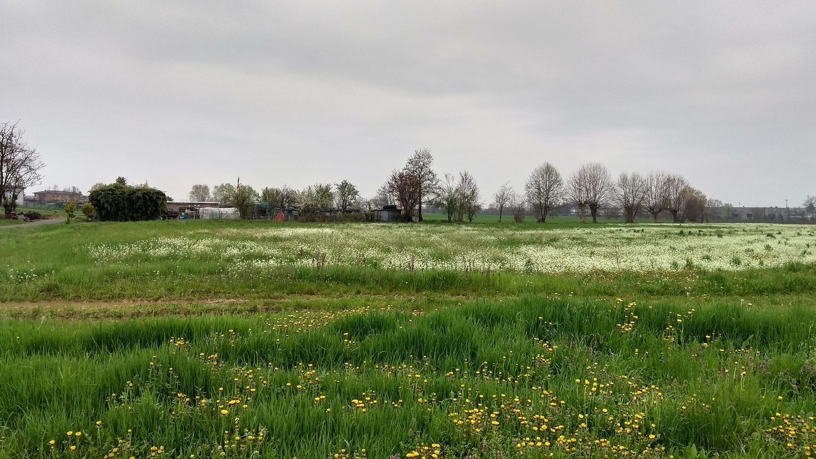 Field and wildflowers - Flowers, Field, Wildflowers, Longpost