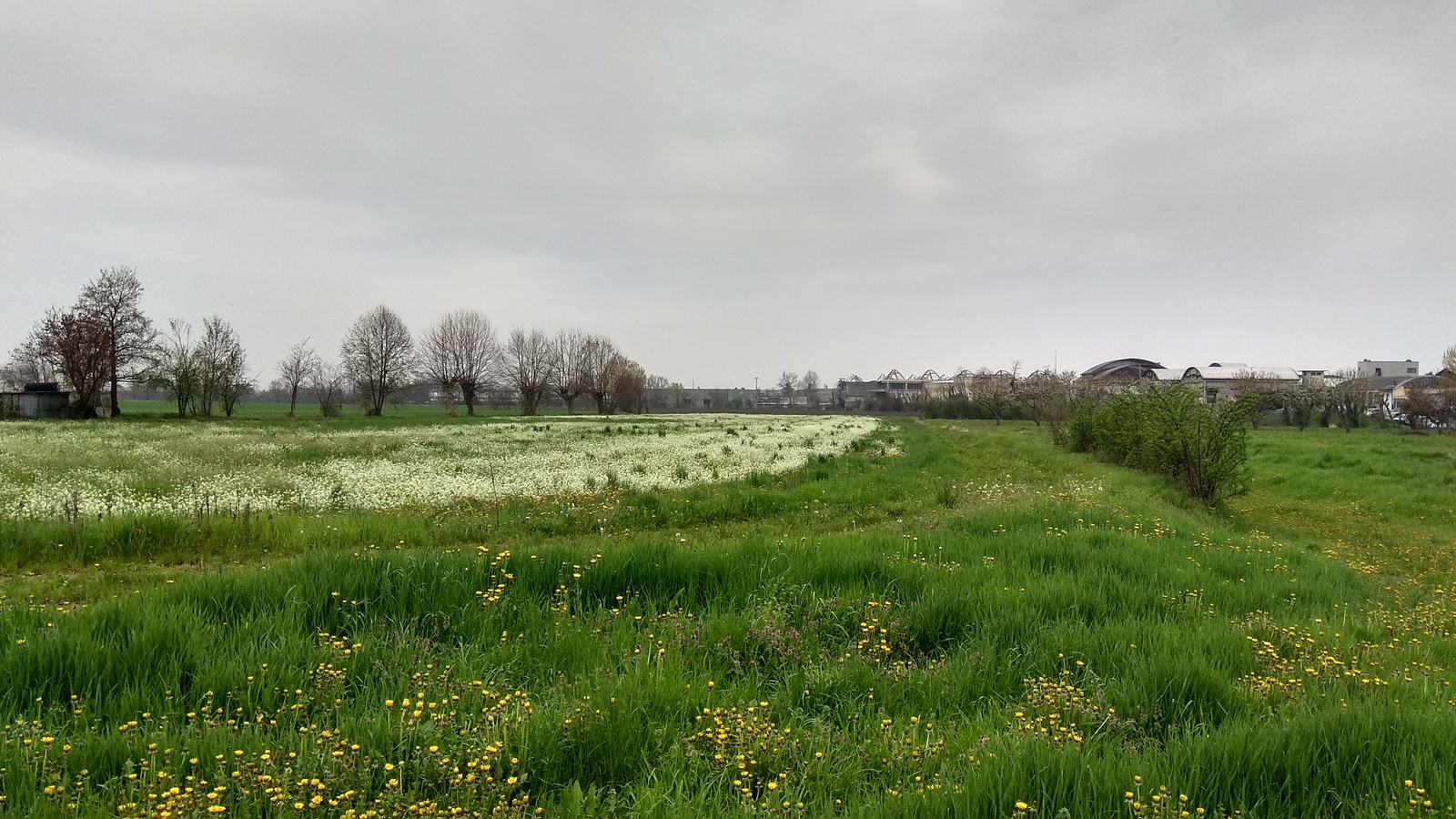 Field and wildflowers - Flowers, Field, Wildflowers, Longpost