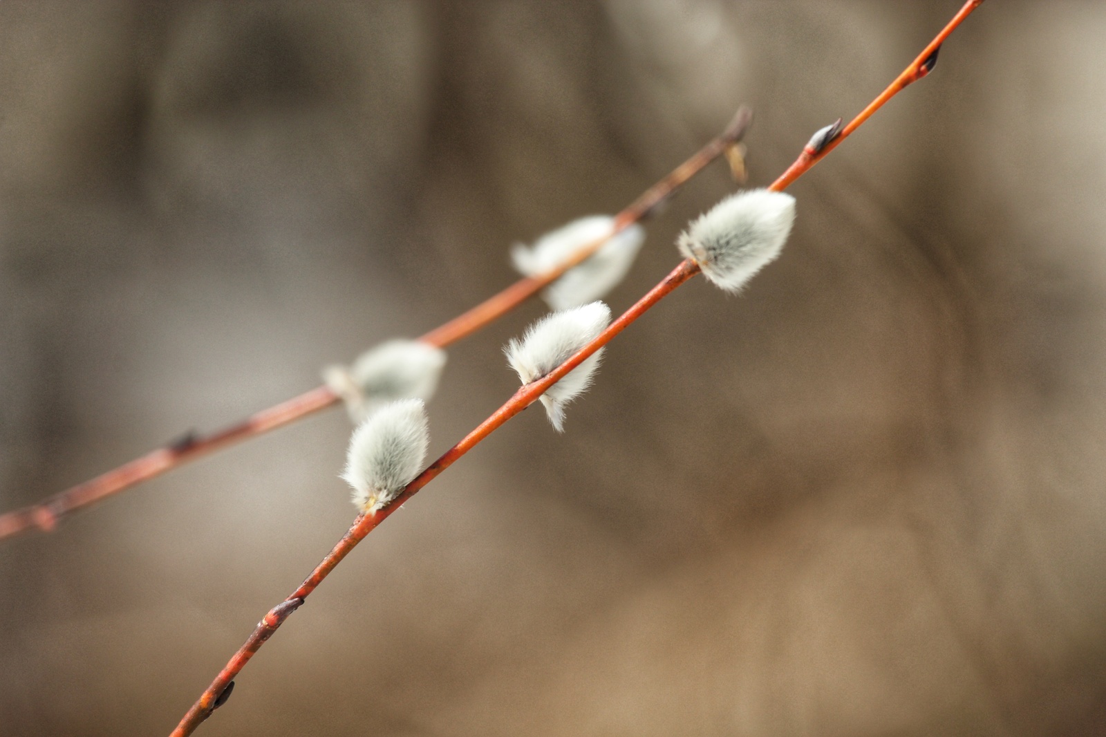 Spring is coming) - Nature, The photo, Spring, Dzerzhinsk, Huawei mate 9, Canon 1300d, Longpost