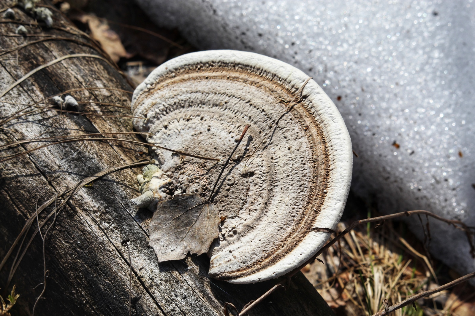 Spring is coming) - Nature, The photo, Spring, Dzerzhinsk, Huawei mate 9, Canon 1300d, Longpost