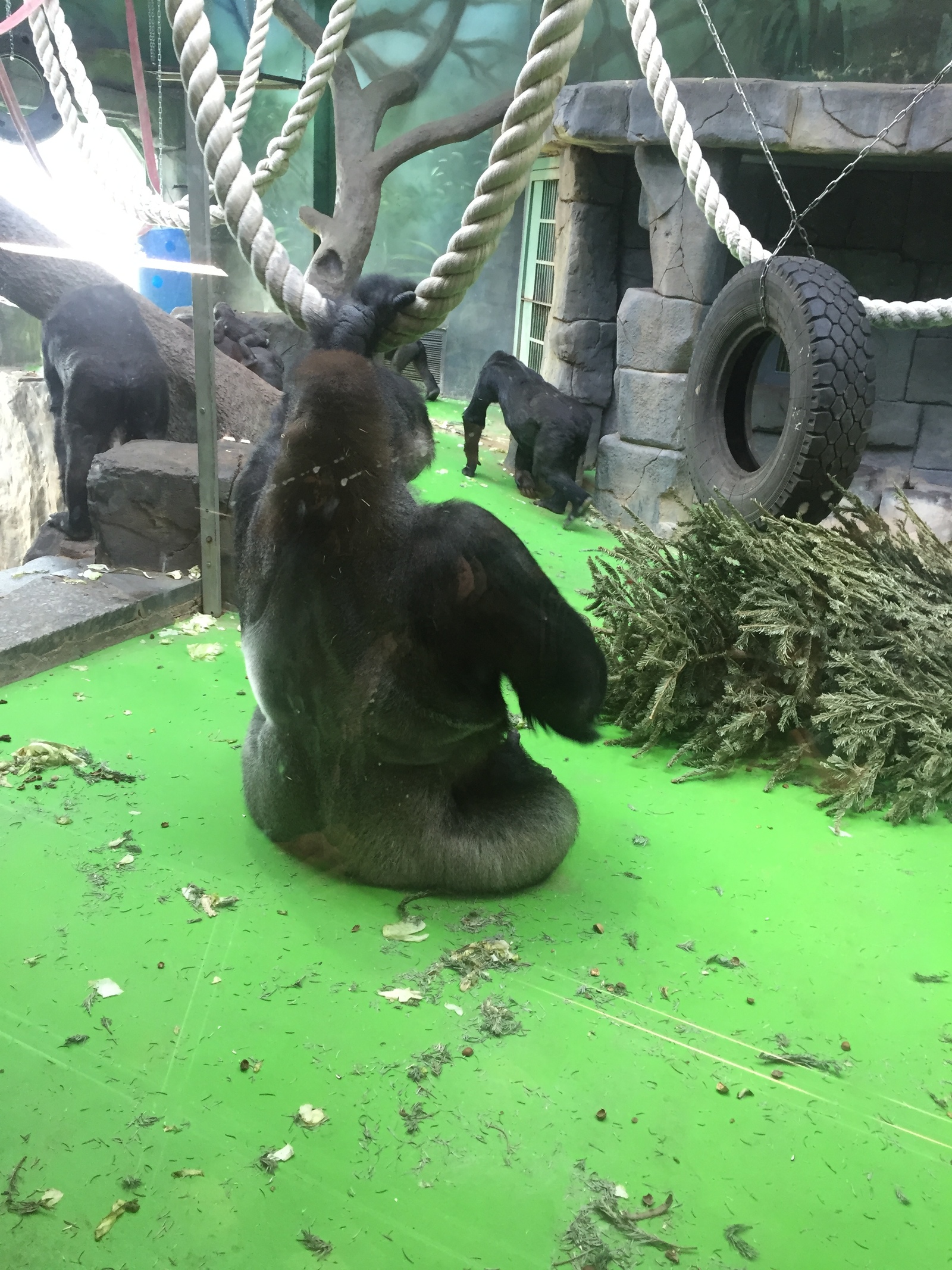 All is well with Vizuri! - My, Moscow, Moscow Zoo, , Gorilla, , Video, Longpost