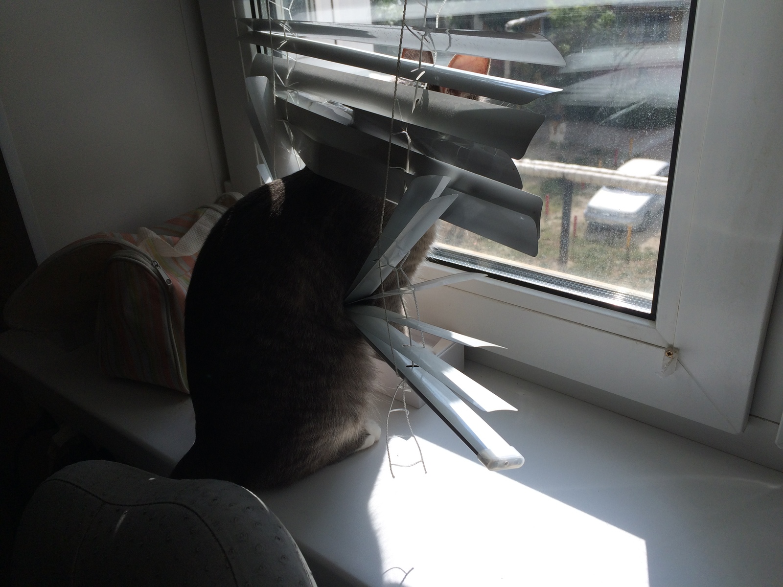 - Blinds... What kind of blinds?!.. - My, cat, Chunya, Blinds, Longpost