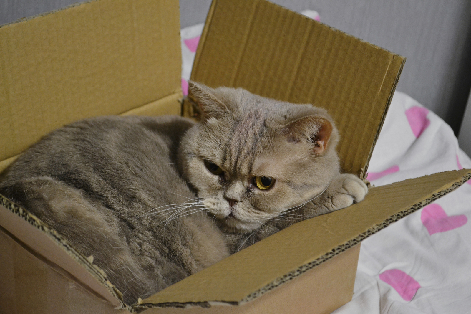 cat and box - My, , British cat, Catomafia, cat