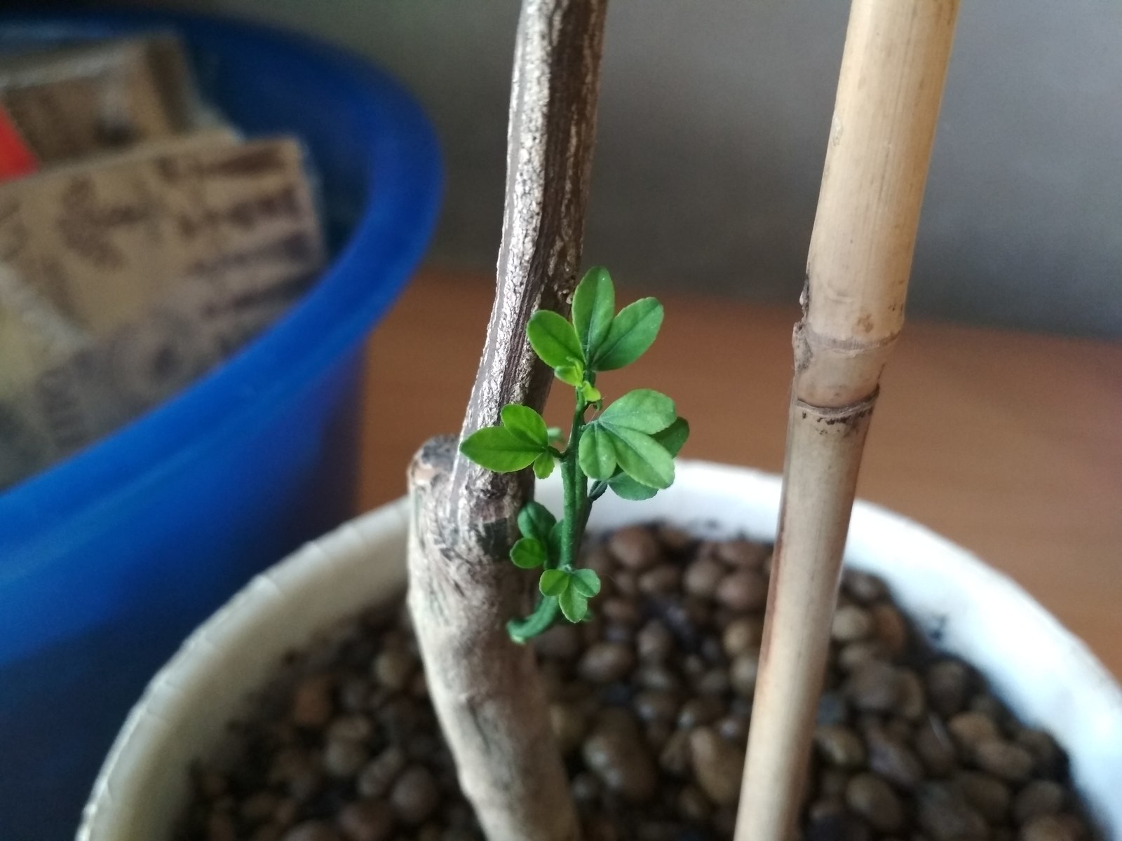 How did I buy I don't know - My, League of biologists, Plant growing, Plants, , , Longpost