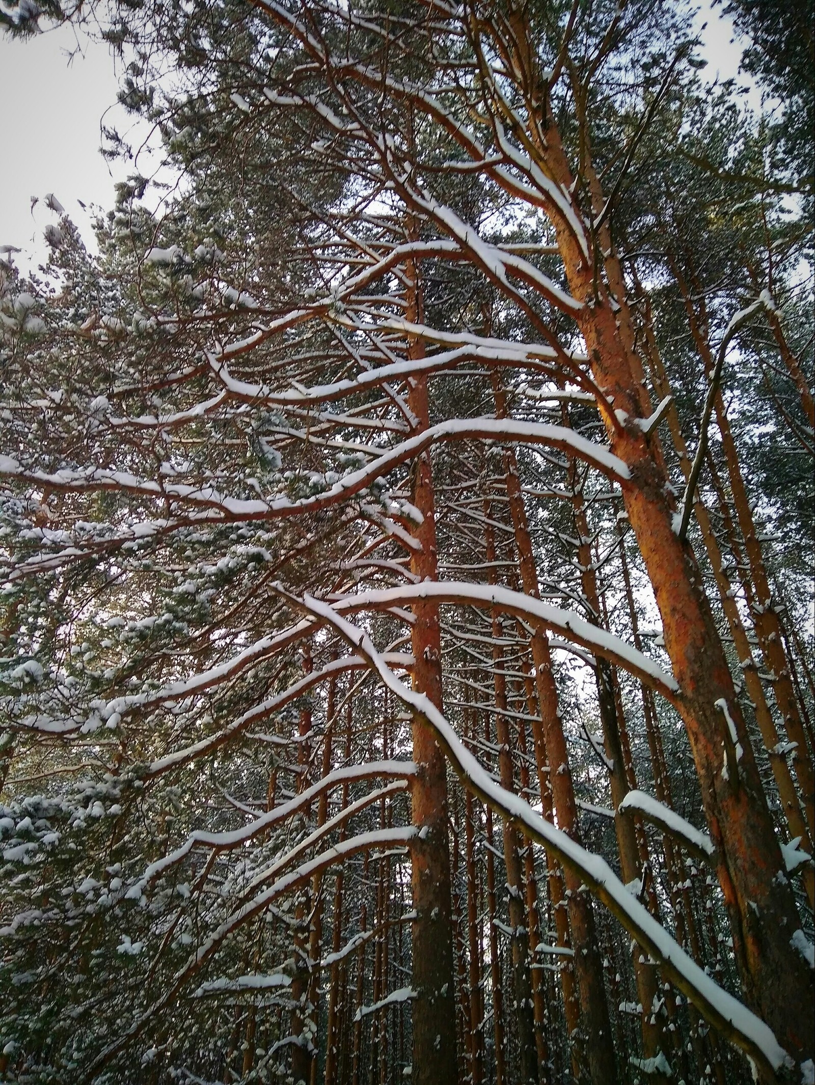 I didn't have a camera at hand so I had to take pictures with my phone. - My, Xiaomi redmi 4 PRO, Forest, Winter, Beginning photographer, Longpost