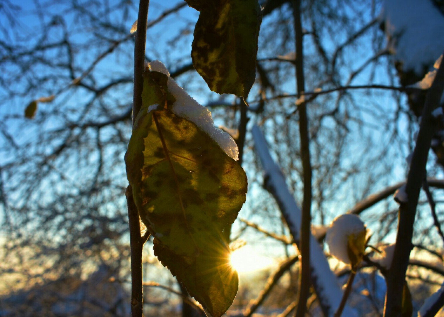 I didn't have a camera at hand so I had to take pictures with my phone. - My, Xiaomi redmi 4 PRO, Forest, Winter, Beginning photographer, Longpost