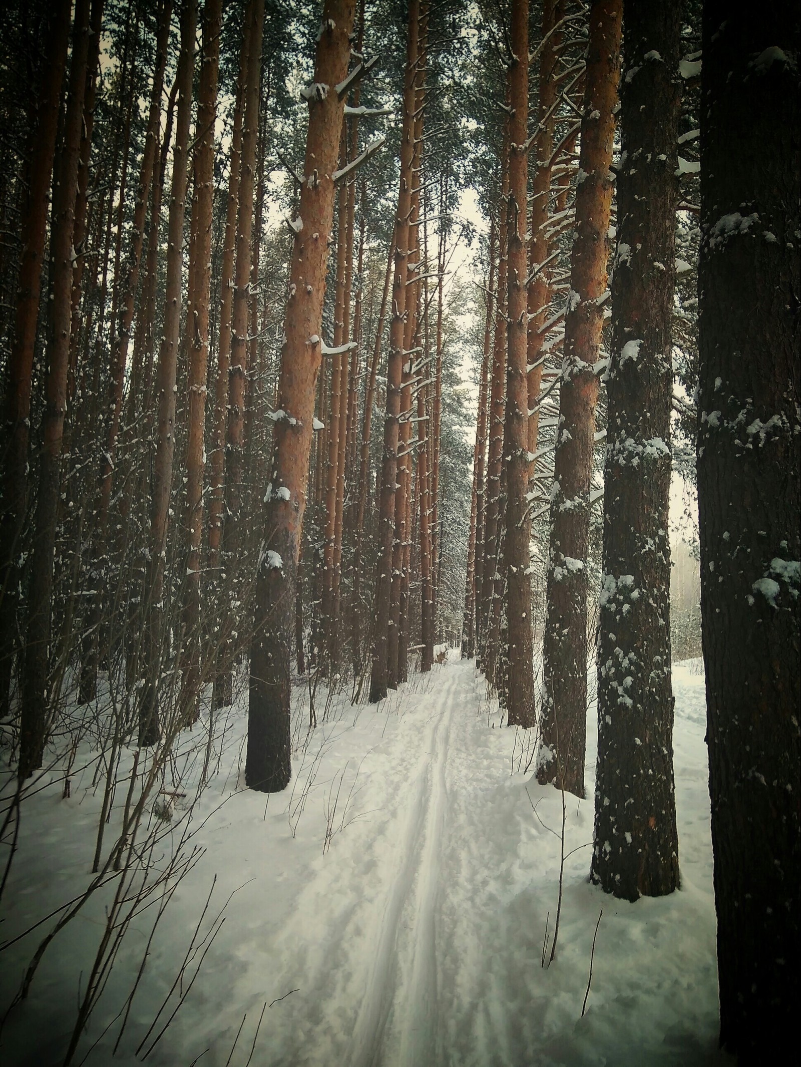 I didn't have a camera at hand so I had to take pictures with my phone. - My, Xiaomi redmi 4 PRO, Forest, Winter, Beginning photographer, Longpost