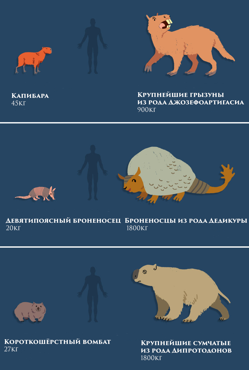 Сравнение размеров животных | Пикабу