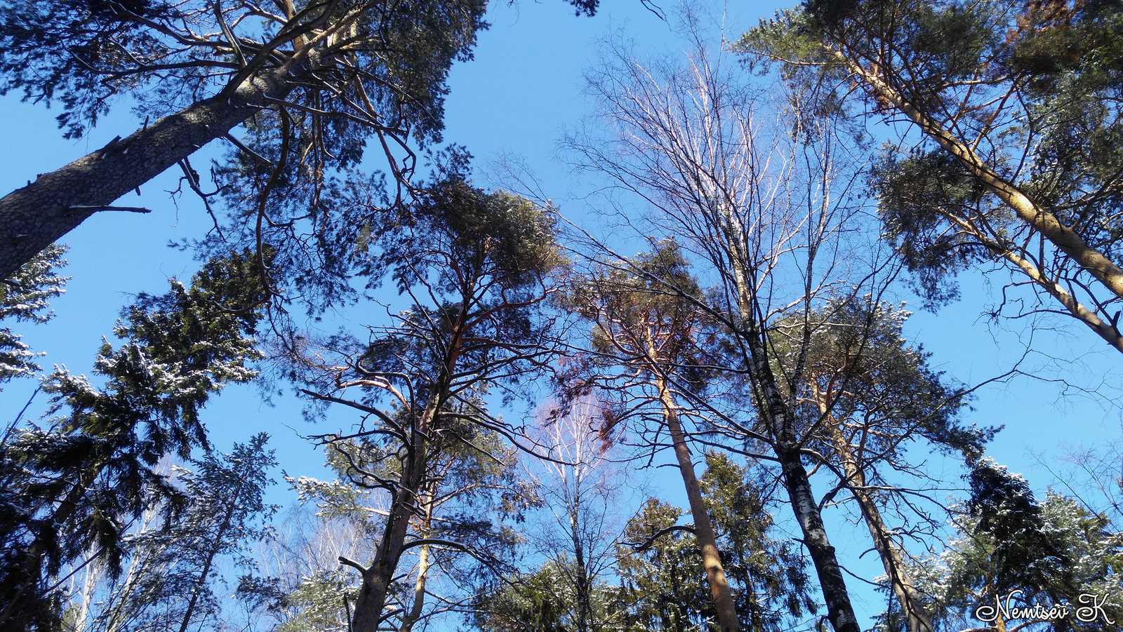 Memories of winter - My, Mari El, Rhuem, Pine Forest, Winter, March, Video, Longpost