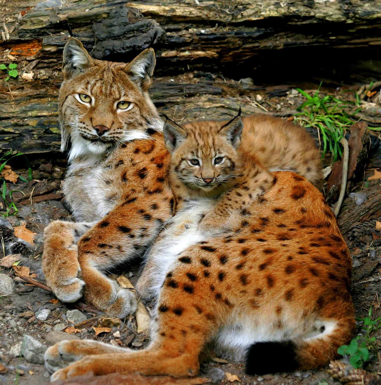 Ours to you with a brush! - Lynx, Animals, Milota, Young, Lynx