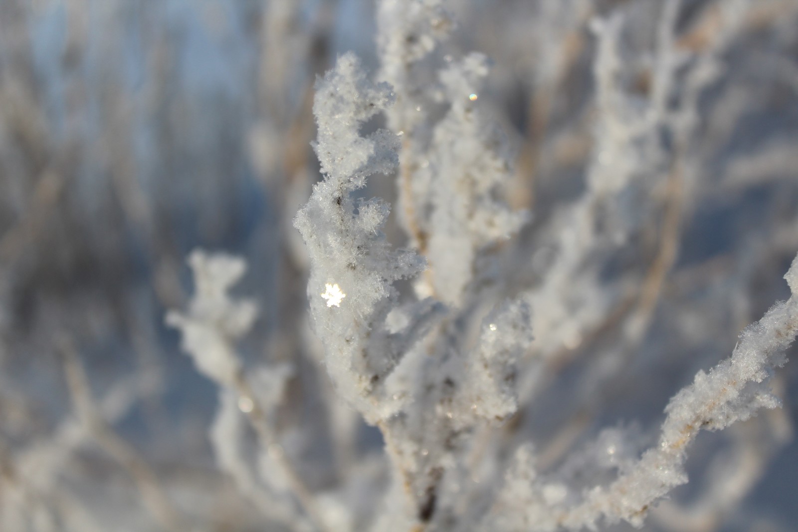 Воспоминания о зиме - Моё, Моё, Зима, Снежинка, Начинающий фотограф, Canon 1200d