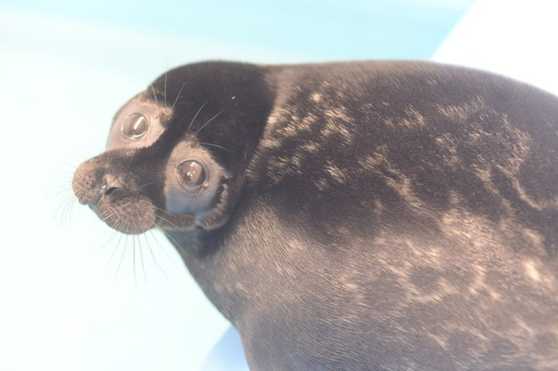 Rescued seal cub lives with people and behaves like a cat - Wild animals, Not mine, From the network, Longpost, Seal