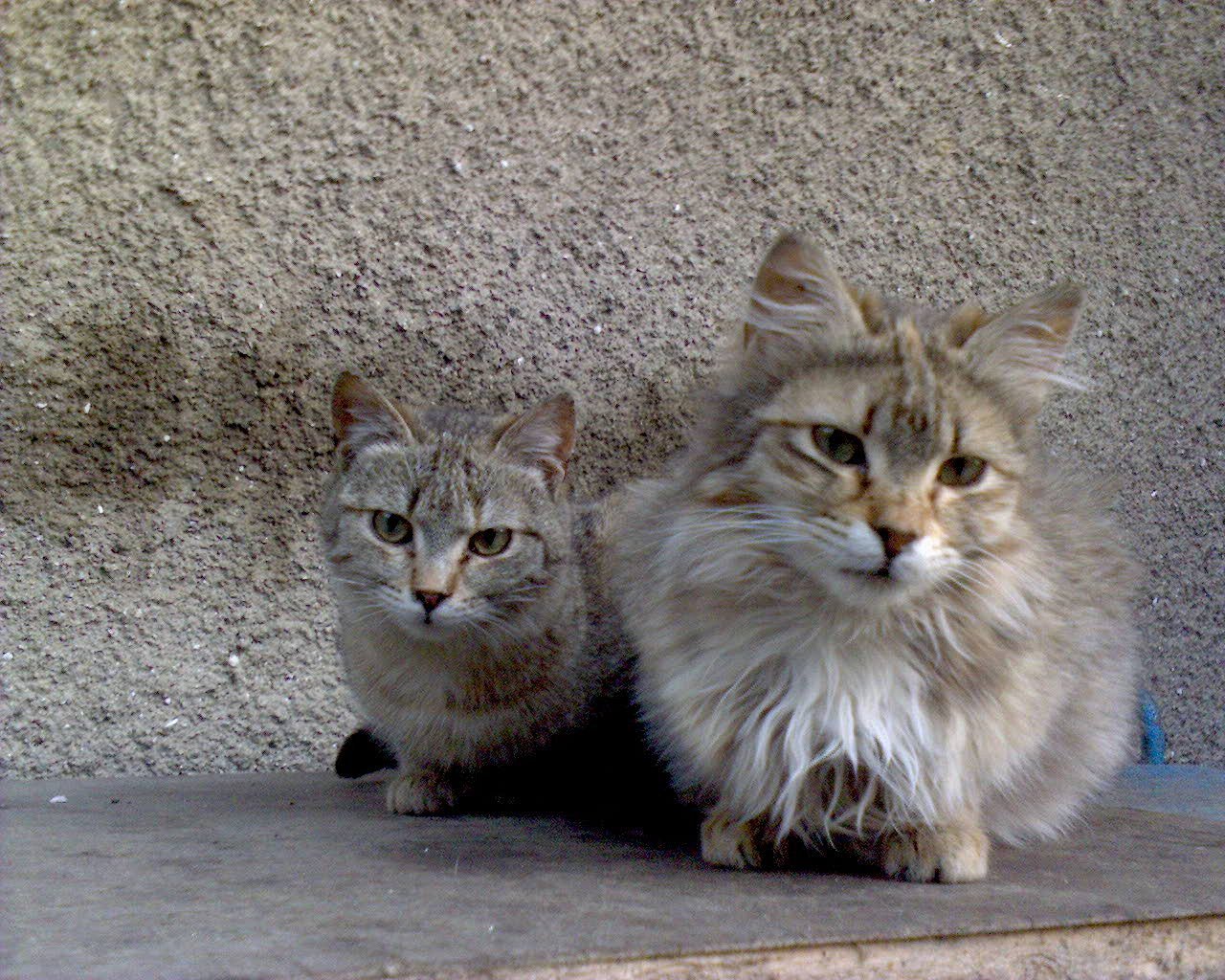 Yalta cats. - My, Yalta, cat, The photo, Longpost