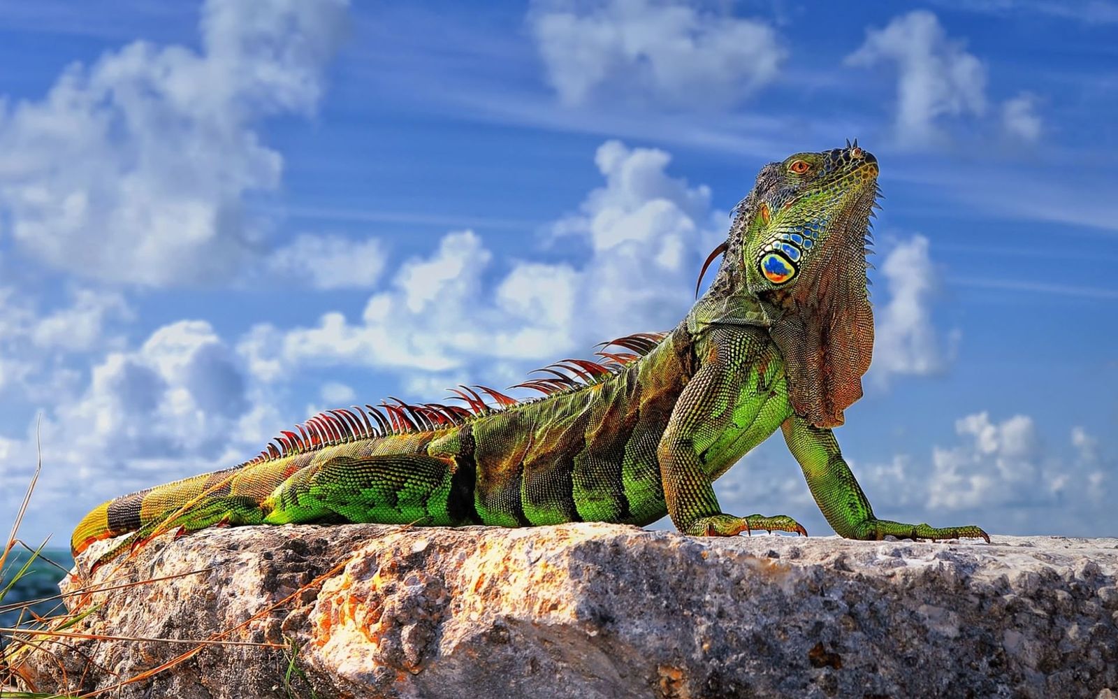 When I grow up, I'll be a dragon! - The photo, Iguana, The Dragon, A rock, Sky, Lizard