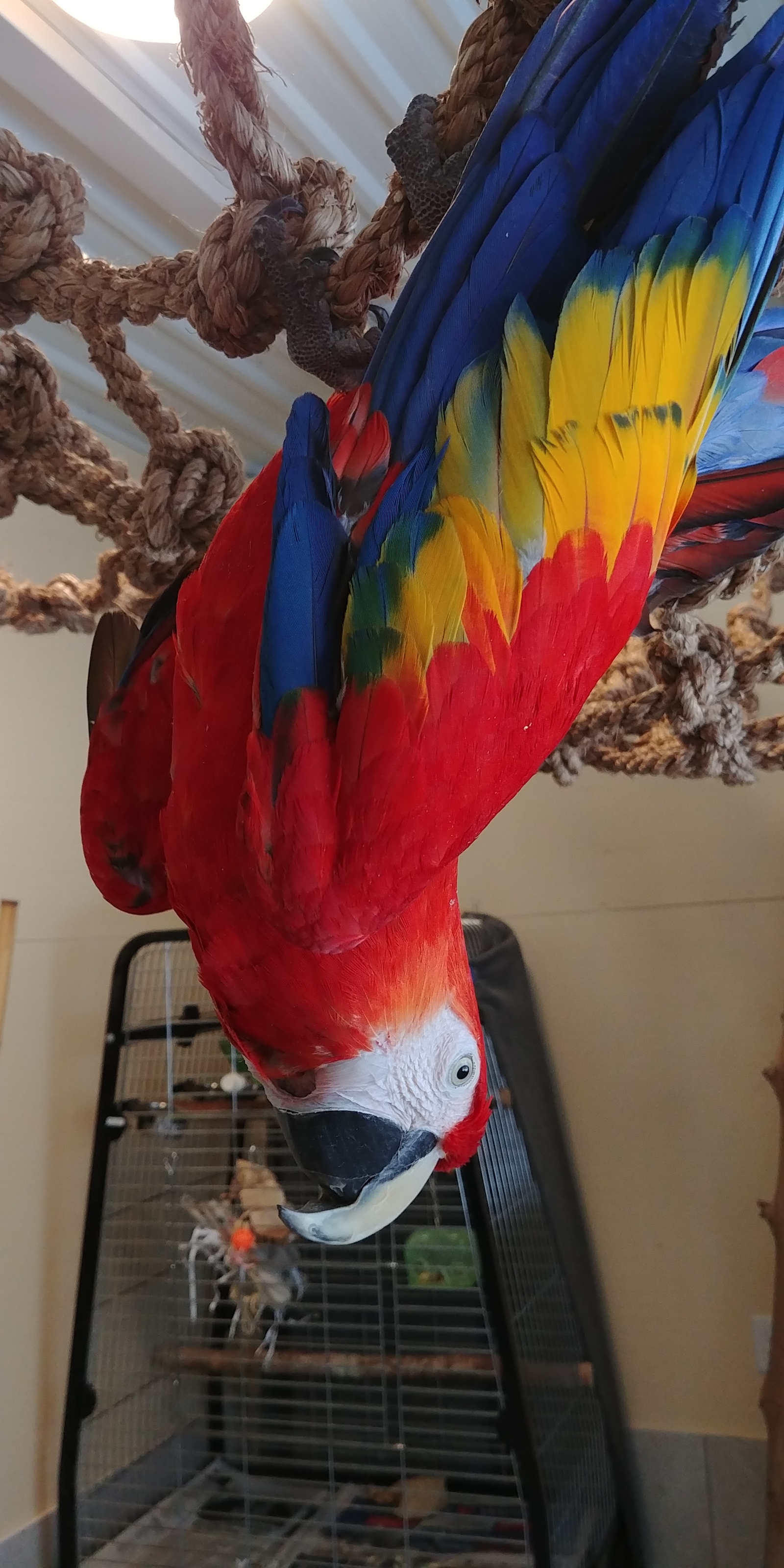 He just loves to hang like that! - My, A parrot, Shelter, Macaw parrots, Longpost