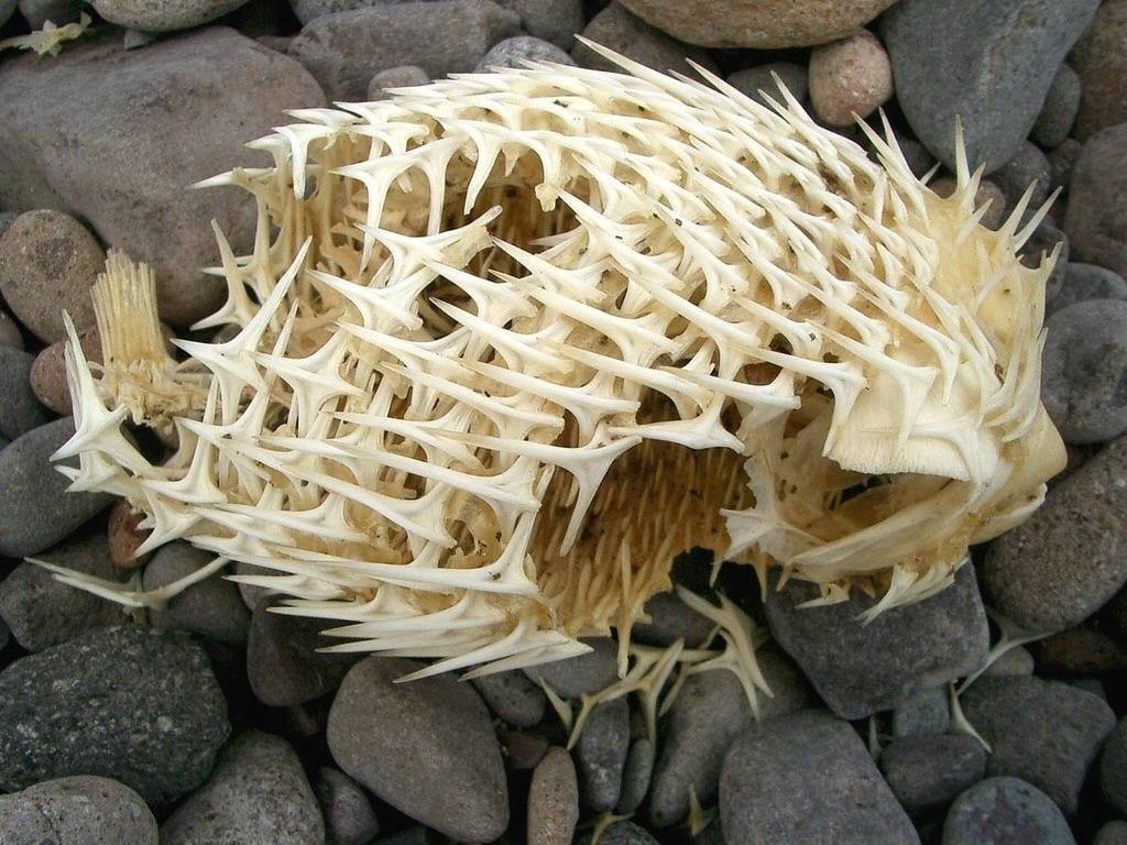 Skeleton of a pufferfish - A fish, Skeleton, Pufferfish, Reddit