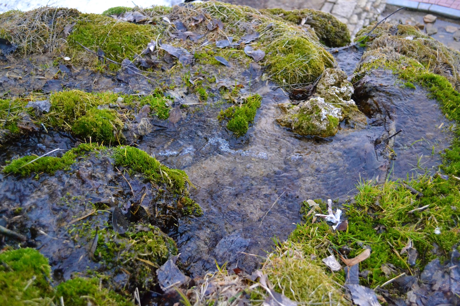 Spring is coming?? - My, Spring, Grass, Stream, Moss, Water, Longpost, Nature