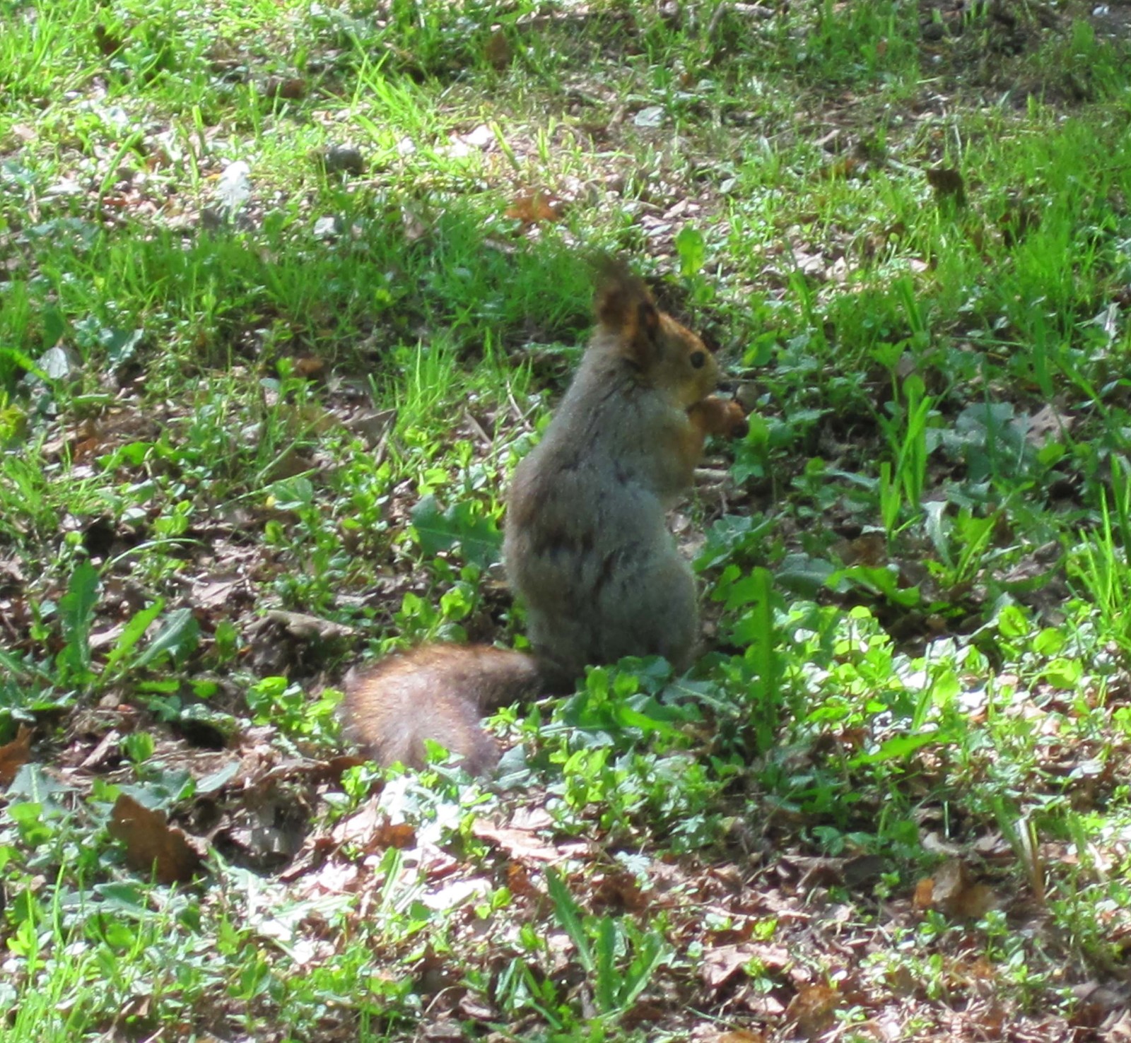 Watch out squirrels! - My, Elagin Island, Squirrel, Carefully, Longpost